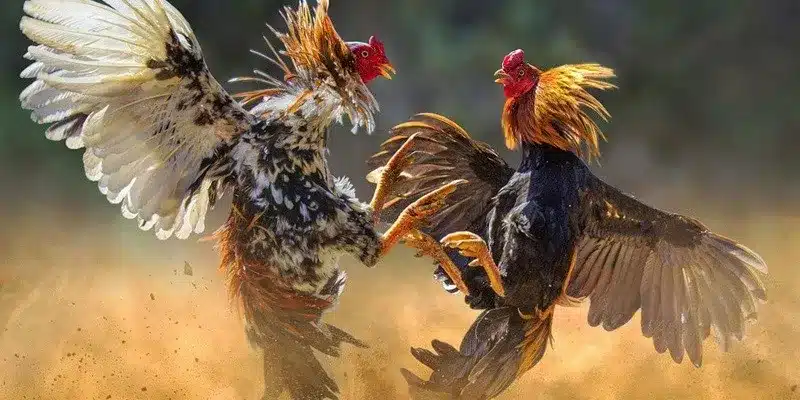 Kinh nghiệm cá cược đá gà C1 tại 188Bet