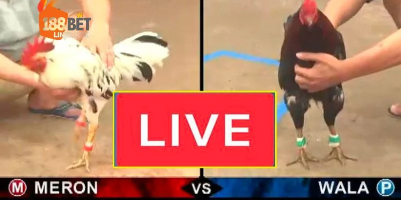 Các bước đăng ký thành công trực tiếp đá gà Mộc Bài tại 188BET.