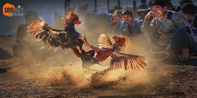 Một số lý do mà Đá gà Mộc Bài được nhiều người ưa thích.