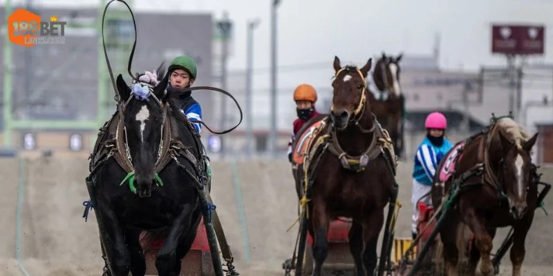 Thể thức cược đua ngựa online tại 188BET có nhiều điểm mới mẻ. 